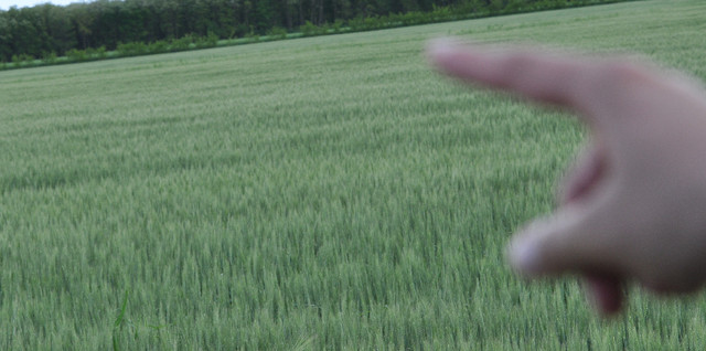 Orezăria Riso Scotti, pericol public pentru agricultori