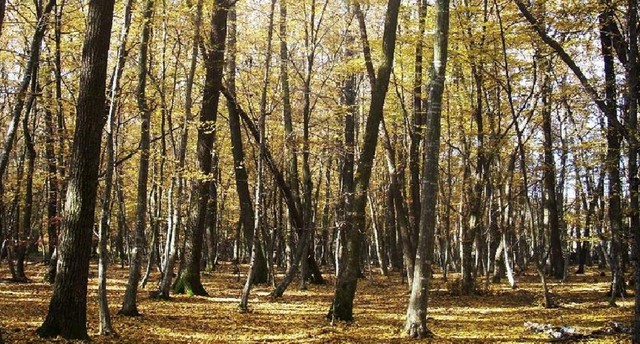 Ialomița: 3000 de hectare de pădure au proprietari privați