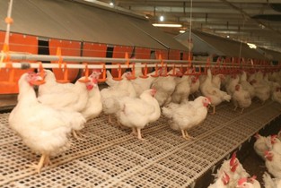 Grindu: Focar de Salmoneloză Aviară la ferma avicolă a unui libanez