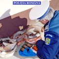 Mihail Kogălniceanu: Transporta ilegal pește
