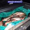 Braconajul piscicol, în atenția polițiștilor ialomițeni