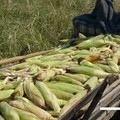 Țăndărei: Minori prinși la furat de porumb cu căruța