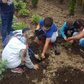 Direcția Silvică Ialomița: Acțiune de replantare a puieților de brad