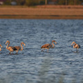 Păsări Flamingo pe Lacul Fundata!
