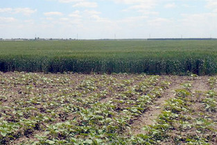 Prefectul Gigi Petre caută 4500 de hectare de teren agricol