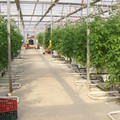 DAJ Ialomița: Fonduri de la Guvern pentru cultivatorii de tomate