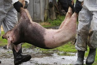 Comuna Giurgeni, izolată din cauza a două forcare de Pestă Porcină Africană