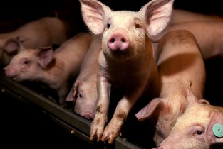 Porci sacrificați pentru consum în focarele de Pestă Porcină Africană din Ialomița