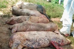 Epidemia de Pestă Porcină Africană din Ialomița se extinde!