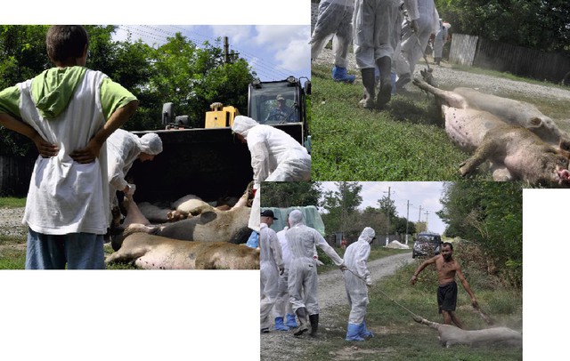 Guvernul despăgubește cu 1,6 milioane de lei proprietarii animalelor sacrificate