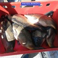Fetești: Pește fără documente, confiscat de polițiști