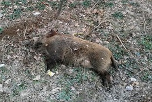 Ialomița: Virusul Pestei Porcine Africane a omorât 14 porci mistreți