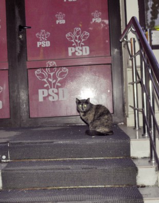 Pisica social-democrată