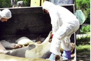Focar de Pestă Porcină Africană confirmat la Gimbășani