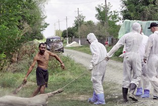 Ialomița, lovită de o nouă epidemie de Pestă Porcină Africană