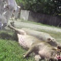 DSVSA Ialomița: Sancțiuni aplicate pentru nerespectarea măsurilor de prevenire a Pestei Porcine Africane