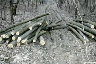 Statul pierde bani din vânzarea lemnelor de foc