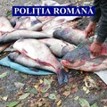 Pește confiscat de polițiștii ialomițeni