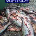 Movilița: Pește confiscat