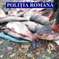 Ialomița: Pește confiscat de polițiști