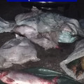 Țăndărei: Polițiștii au dispus confiscarea a peste 160 kg de pește