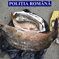 Făcăeni: Vindea pește ilegal