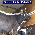 Animale transportate fără documente legale la Slobozia și Urziceni