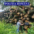 Ialomița: Cantitatea de peste 700 mc de lemne, indisponibilizată de polițiști