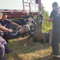 Movilița: Pompierii au salvat un cal căzut într-o groapă