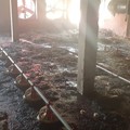 Glodeanu Siliștea: Incendiu la o hală de creșterea puilor 