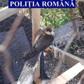 Ialomița: Șoim scos la vânzare pe un site de anunțuri, confiscat de polițiști