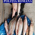 Făcăeni: Cu sturionii în mașină