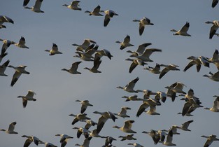Culturile agricole din Ialomița, amenințate de păsările migratoare