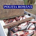 Slobozia, Fierbinți-Târg: Aproape 300 kg de pește, confiscate de polițiști