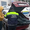 Slobozia: 100 de kilograme de pește, transportate ilegal