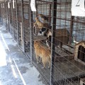 Ialomița: Adăposturile canine, verificate de polițiști