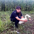 Dridu: Lebădă salvată de polițiști