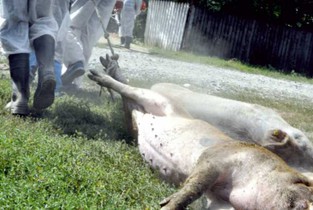Focar de Pestă Porcină Africană într-o fermă din Urziceni