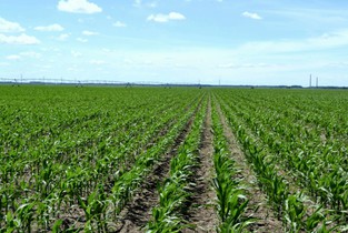 Ialomița: Retrocedarea terenurilor agricole bate pasul pe loc