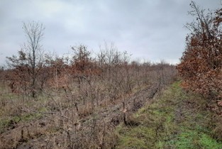 Polițiștii și procurorii încă mai caută vinovații plantărilor fictive de la Sudiți