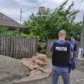 Descinderi ale mascaților în Slobozia, Amara și Babadag