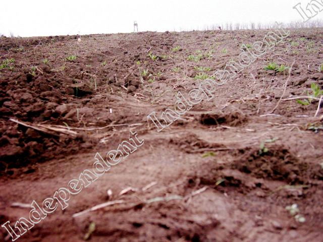 Din Codrii Vlăsiei au mai rămas 4000 de hectare de păduri