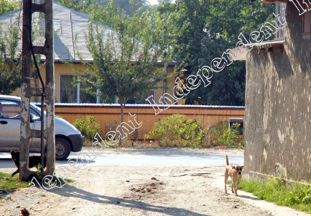 Maidanezii, «transferați» în localitățile rurale din vecinătatea Sloboziei