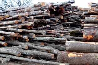Lemne de foc disponibile în Ocoalele Silvice din Ialomița