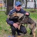 Luna, noul câine de serviciu al Inspectoratului de Jandarmi Județean Ialomița, își începe pregătirea