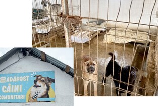 Câini salvați de la eutanasiere cu ajutorul voluntarilor și asociațiilor