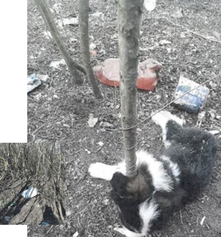 Acte de cruzime asupra animalelor, reclamate în satul Patru Frați