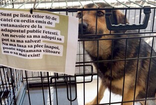 Slobozia a organizat primul târg de adopții pentru animalele abandonate