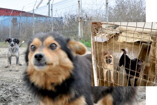 Amenzi de peste 200 mii de lei pentru «slaba gestionare a câinilor fără stăpân»