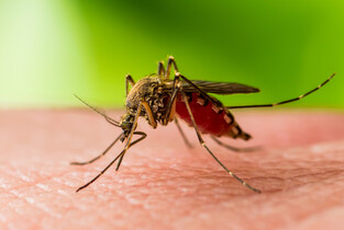 Caz de «West Nile» în localitatea Gheorghe Doja, confirmat de DSP Ialomița